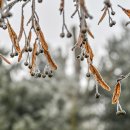 Link öffnet seitenüberlagerndes Dialog-Fenster