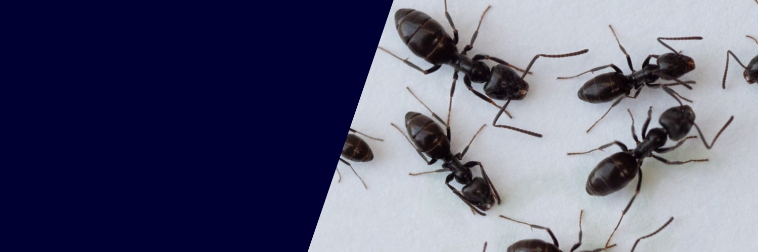Kopie von Banner Startseite (Header-Slider) (1500 x 500 px) - Drüsenameise