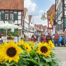 Dreieichenhain Altstadt mit Sonnenblumen