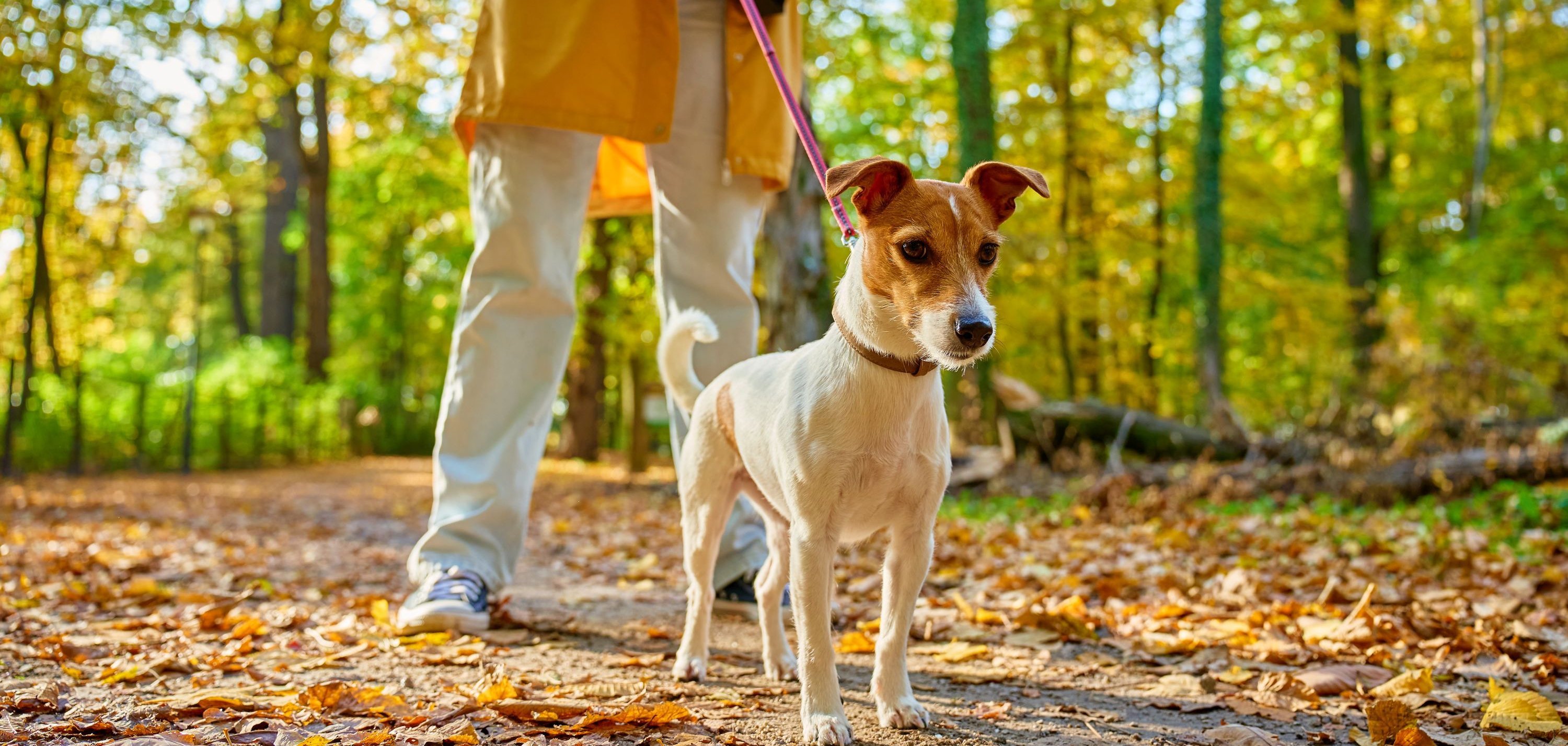 Jack Russell Terrier on leash during autumn walk