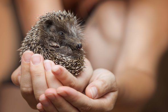Little hedgehog in the palms Little hedgehog in the palms