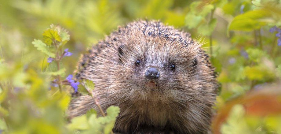 European hedgehog in garden with blue flowers