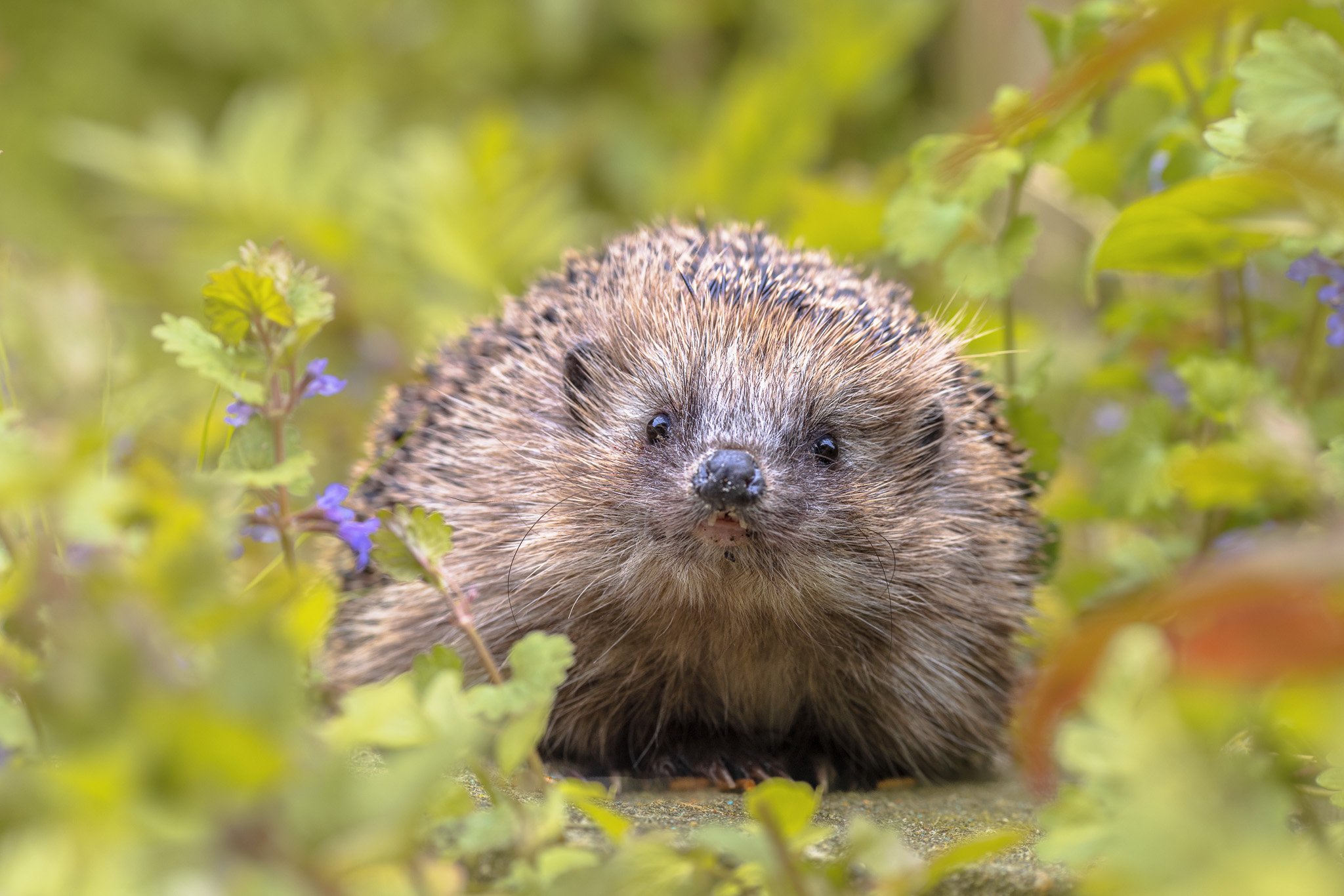 European hedgehog in garden with blue flowers European hedgehog in garden with blue flowers